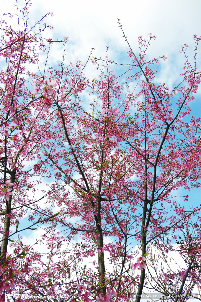 高山樱花樱花盛开