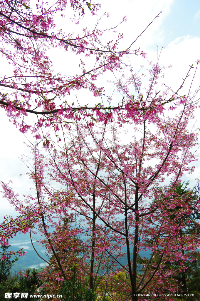 樱花绽放