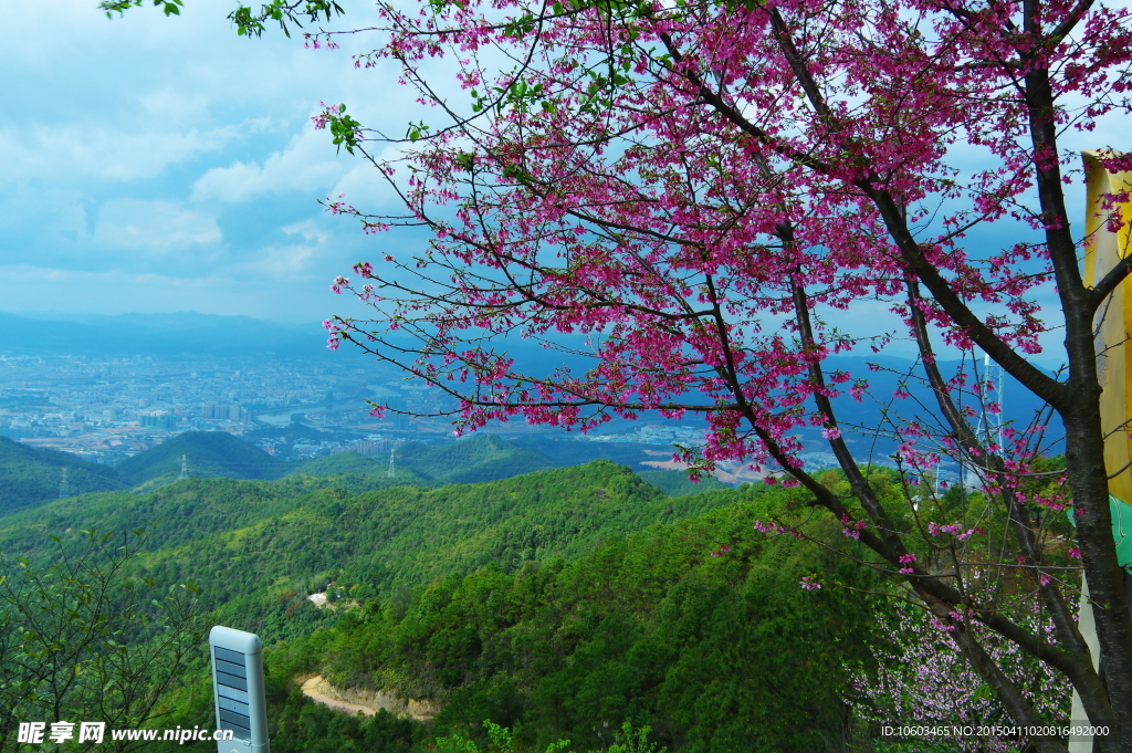 樱花山水