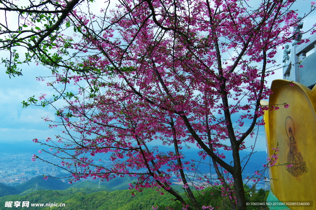 樱花山水