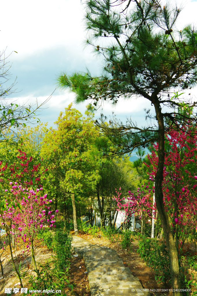 旅游风光山花烂漫