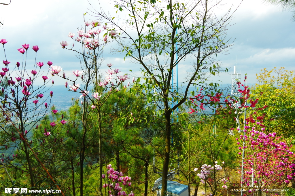 旅游风光山花烂漫