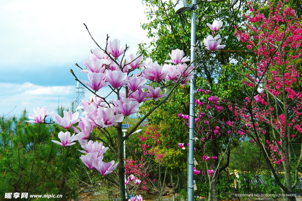 山顶兰花桃花绽放