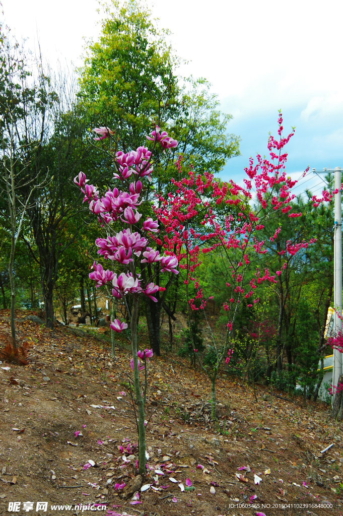 山花烂漫树叶飘零