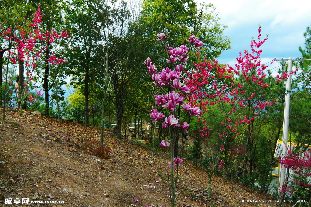 山花烂漫树叶飘零