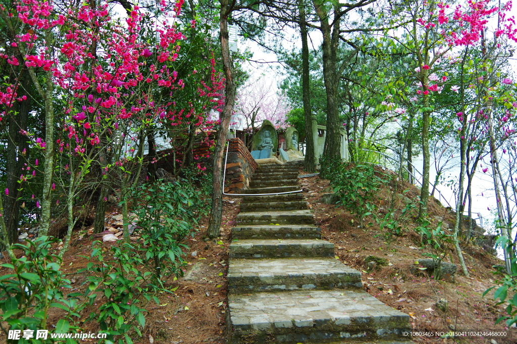 山顶风光山花烂漫