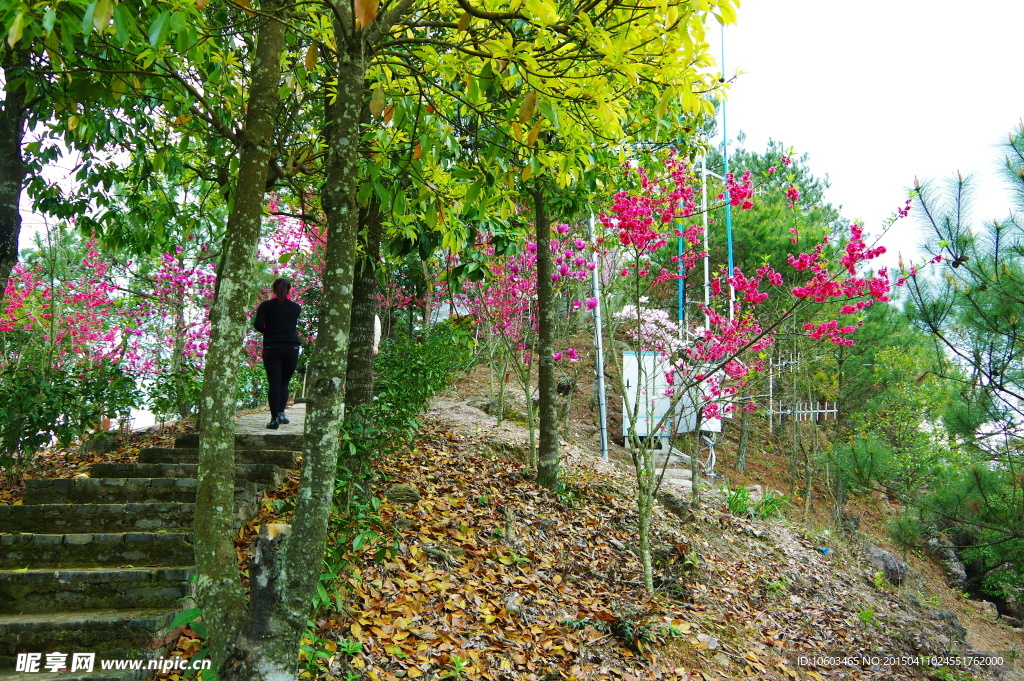 山花烂漫树叶飘零