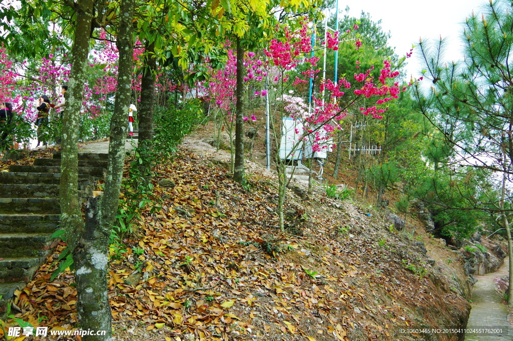 山花烂漫树叶飘零