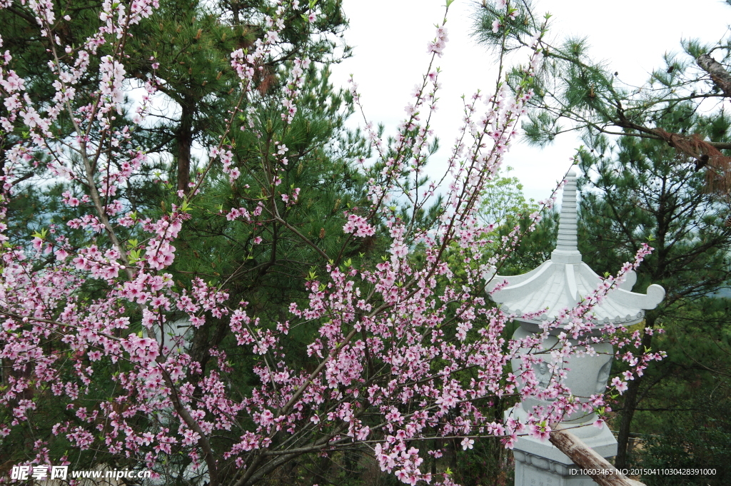 景区山水桃花盛开