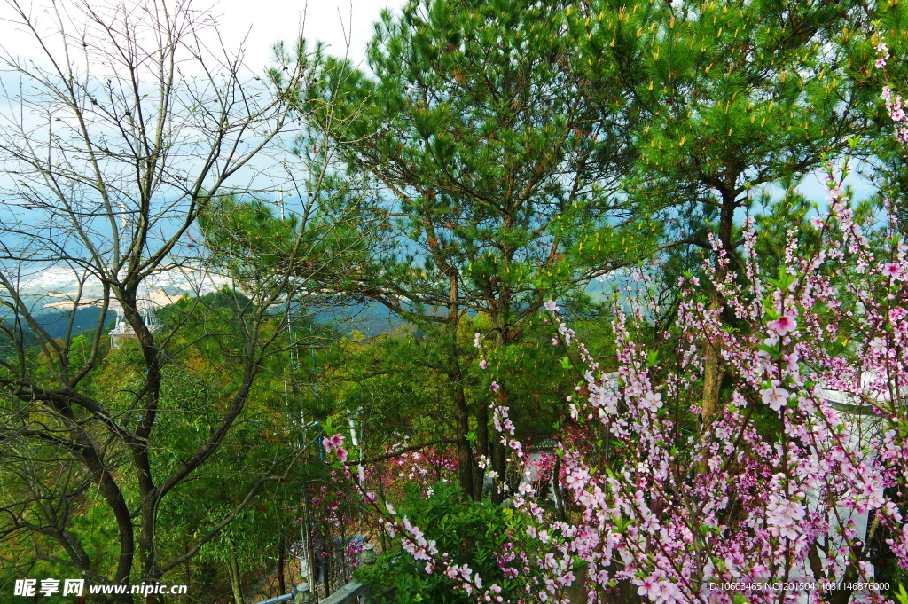 景区山水桃花盛开