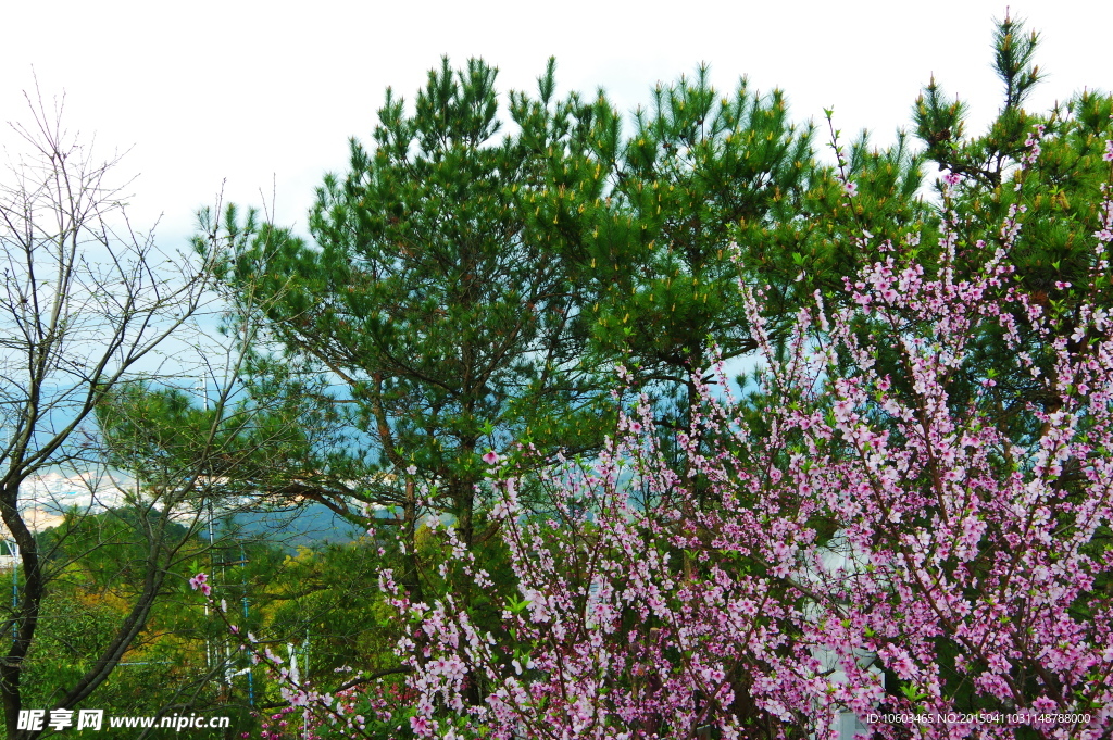 景区山水桃花盛开