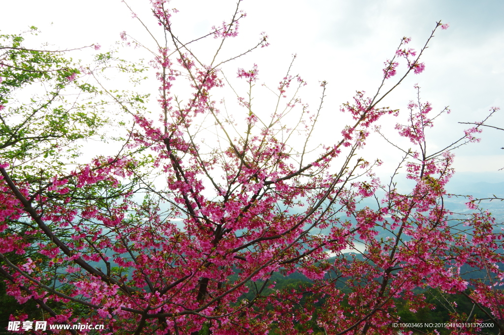 城市山水 樱花绽放