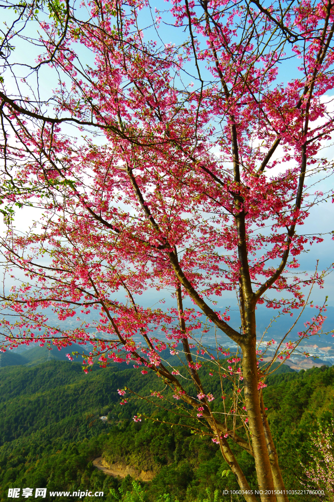 旅游山水高观音