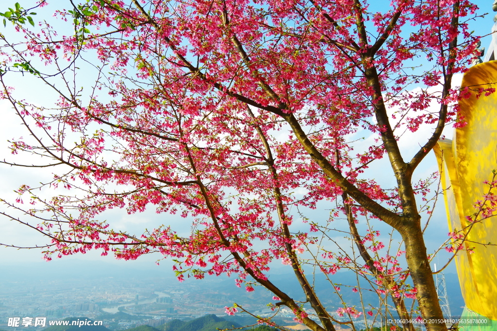 高山胜地樱花盛开