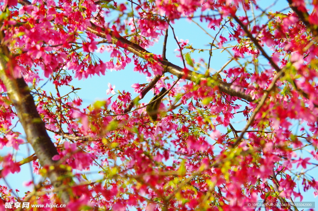 鸟舍樱花树