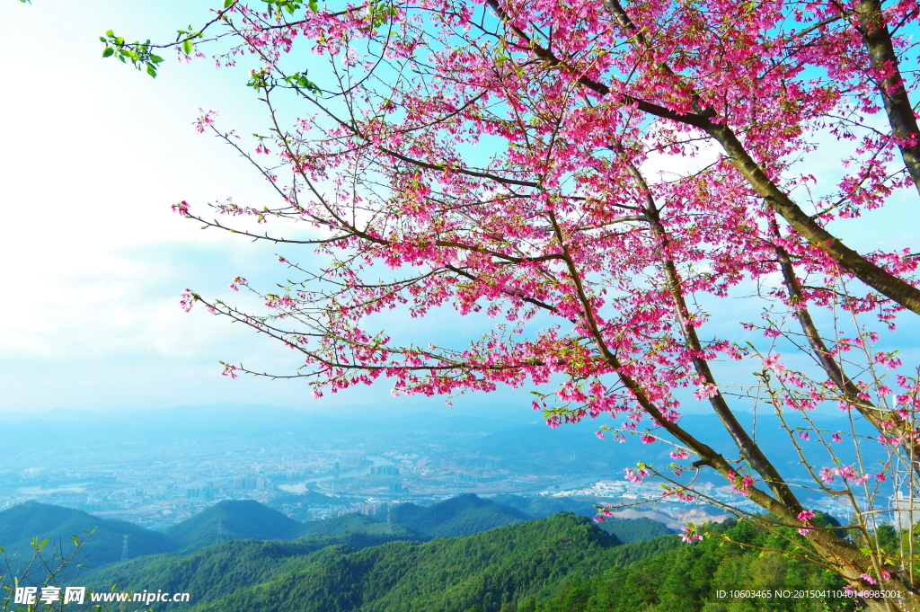 城市全景樱花红