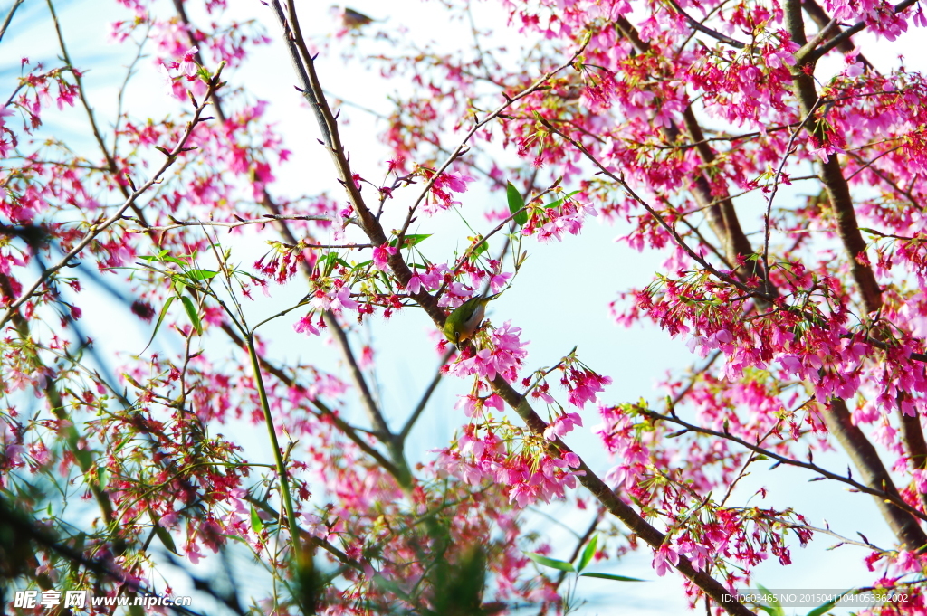 鸟舍樱花树