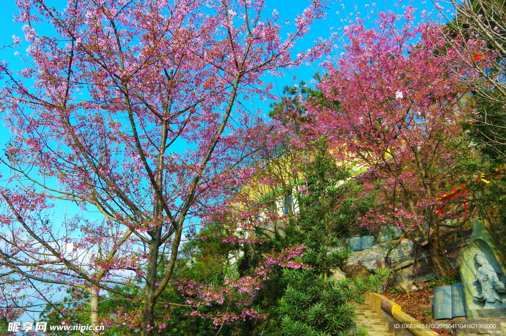 山崖樱花旅游圣地