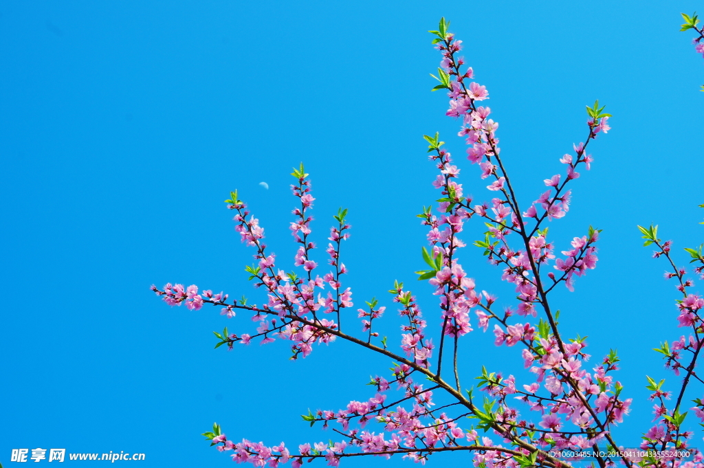 月下桃花