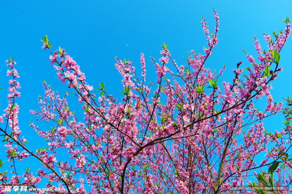 月下桃花