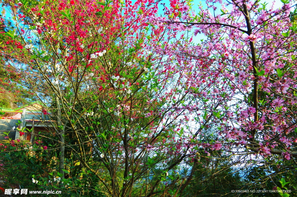 桃花漫天