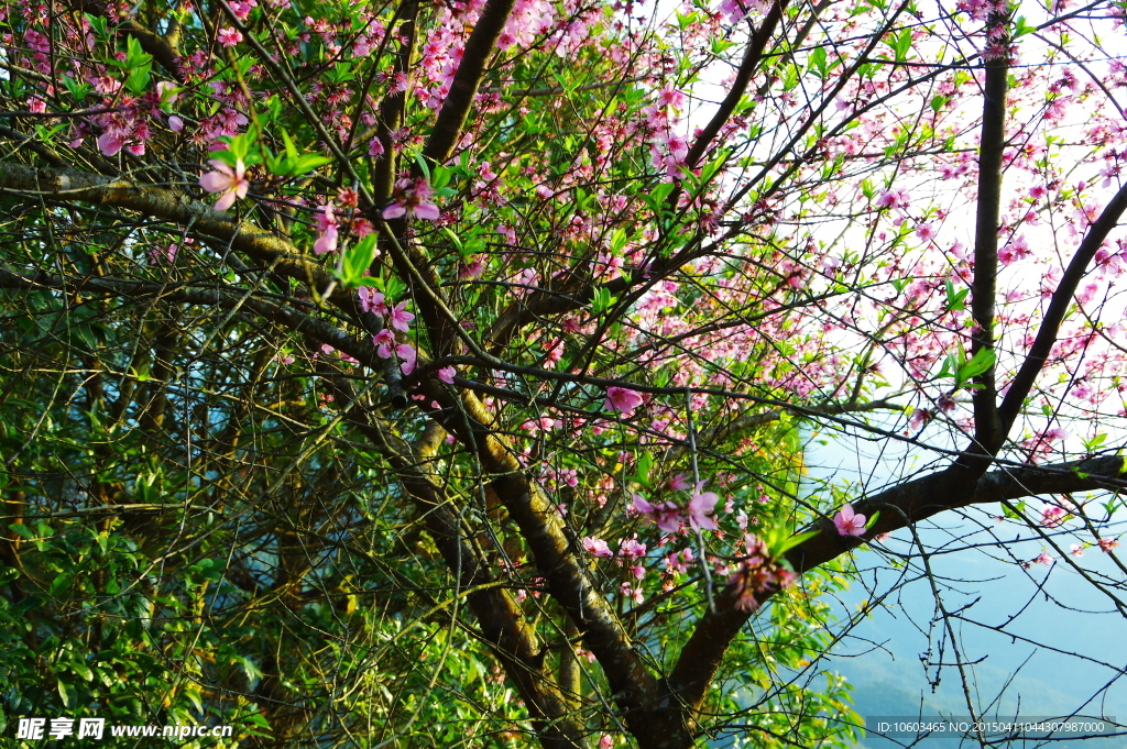 桃花漫天