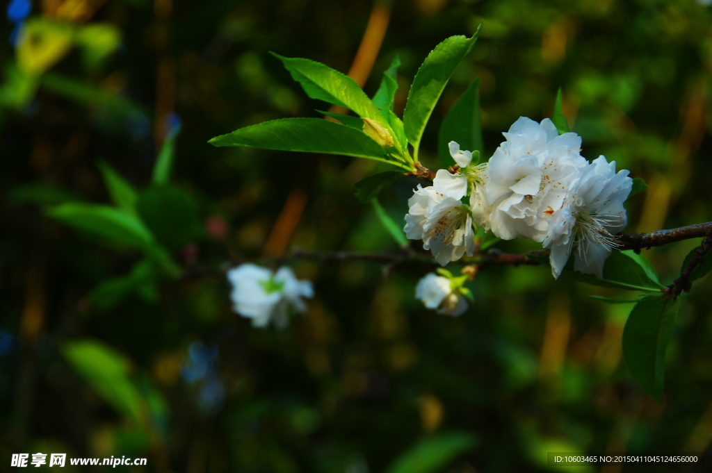 白色桃花树荫掠影