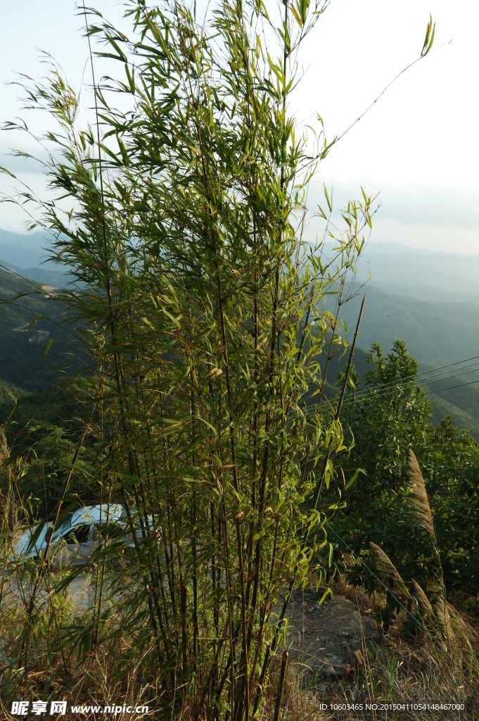 峭壁竹林山水