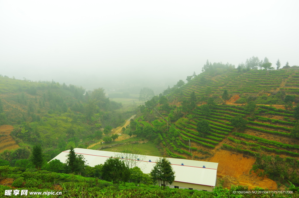 茶田山水 马图风光