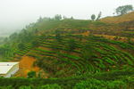 茶田风光 马图山水