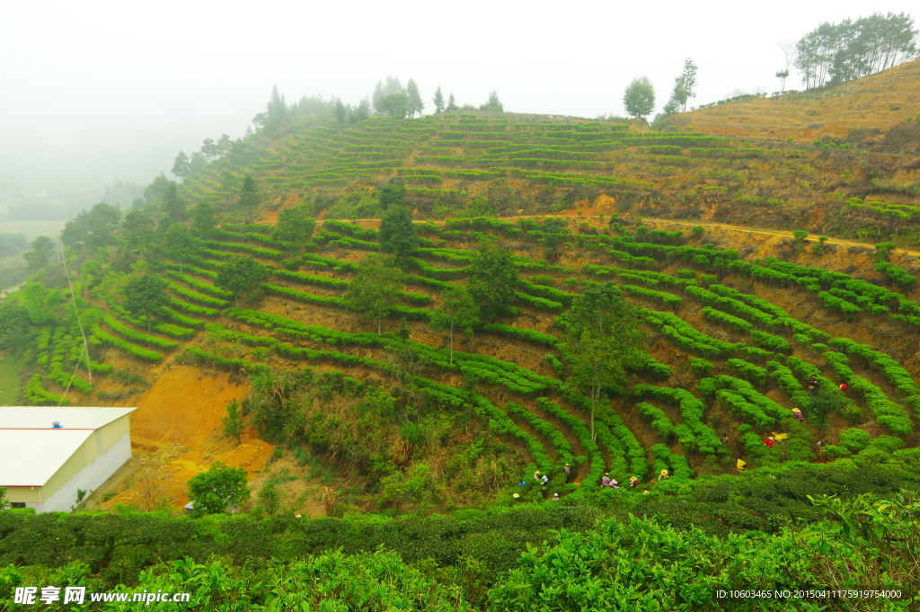 茶田风光 马图山水