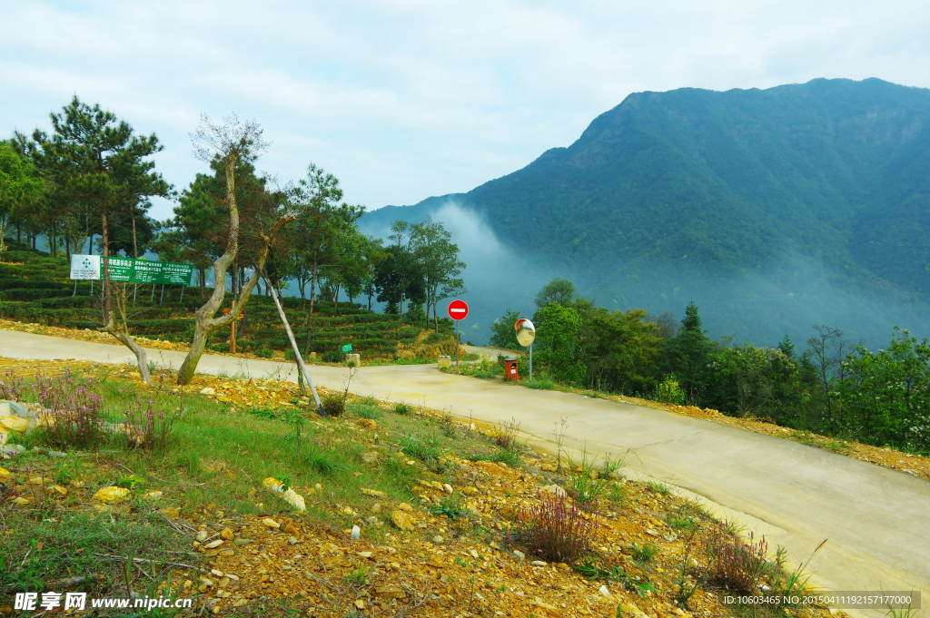 马图风光 马山茶田