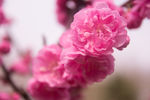 枝上桃花