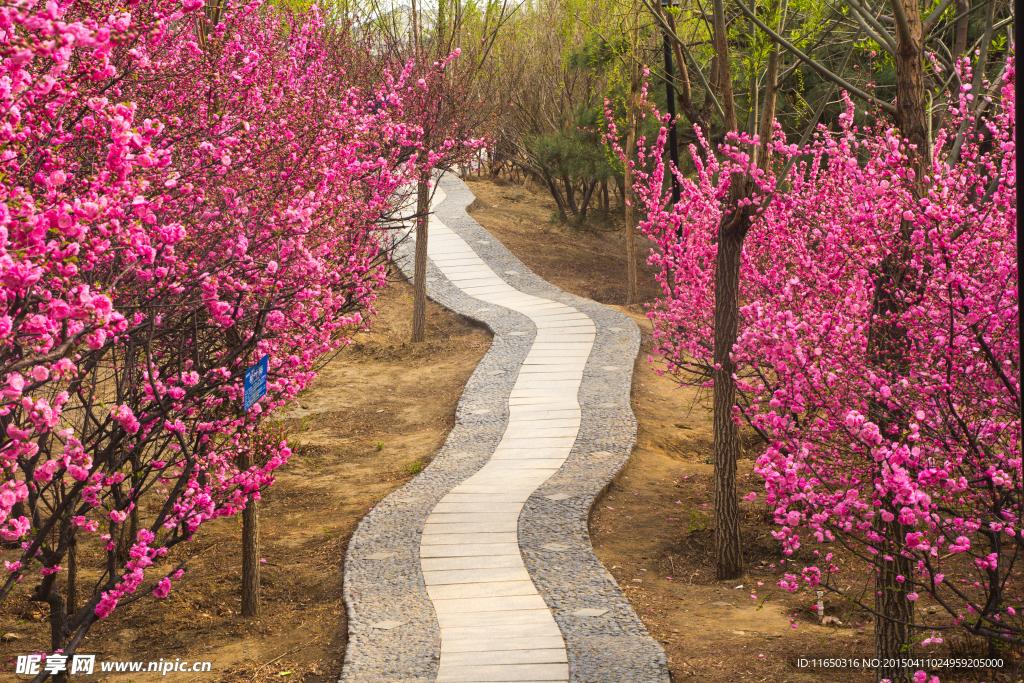 桃花小路