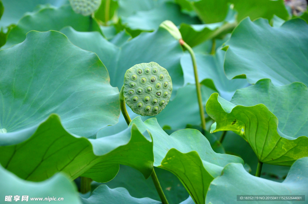 莲花