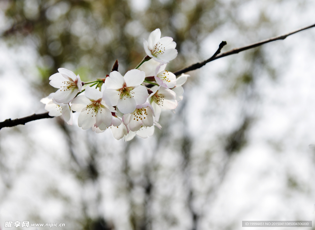樱花