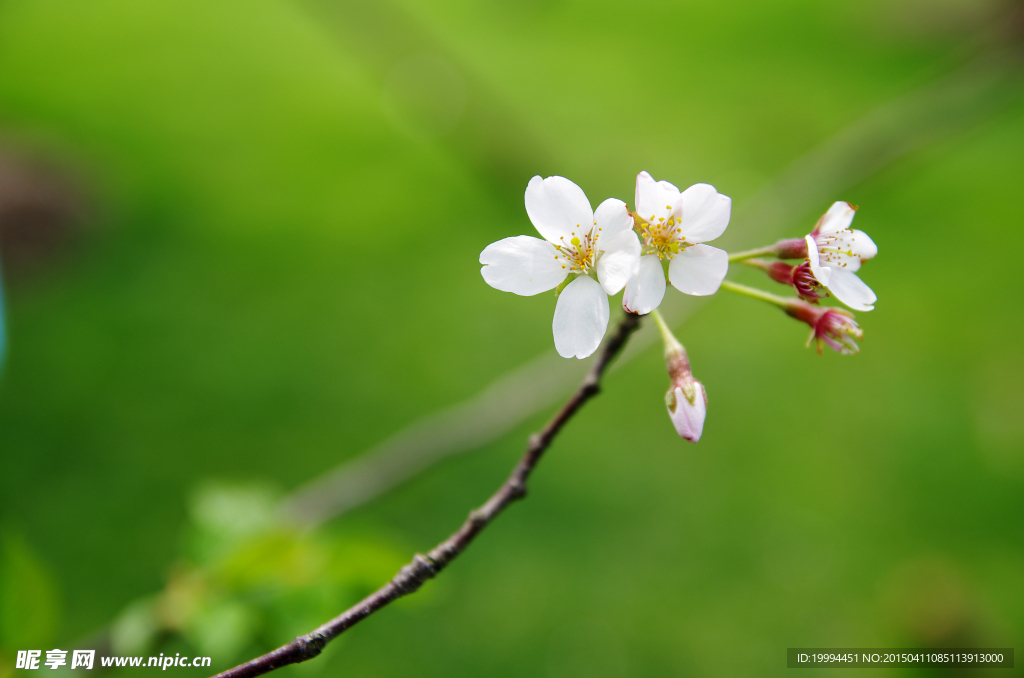 樱花