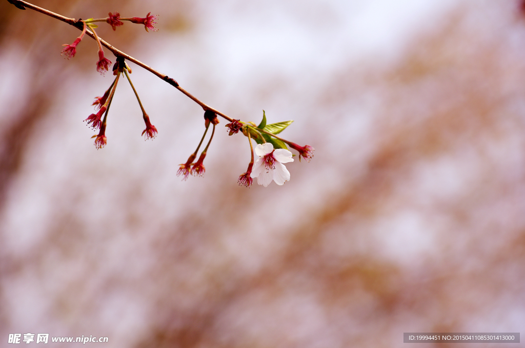樱花
