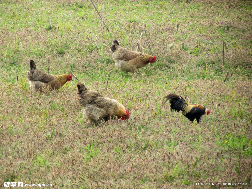 草地上的四只鸡