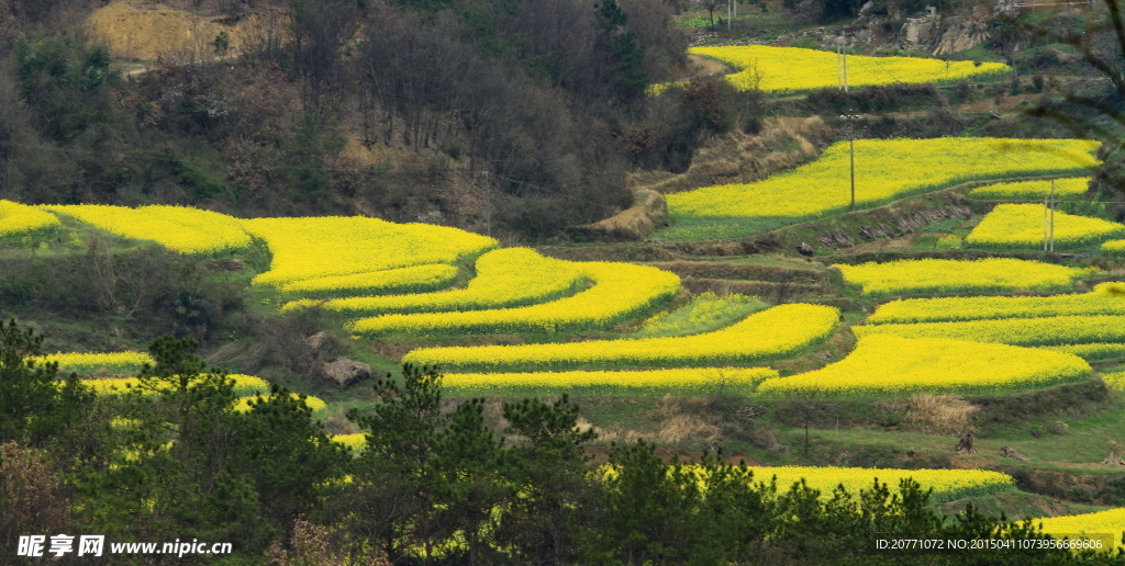 油菜花田