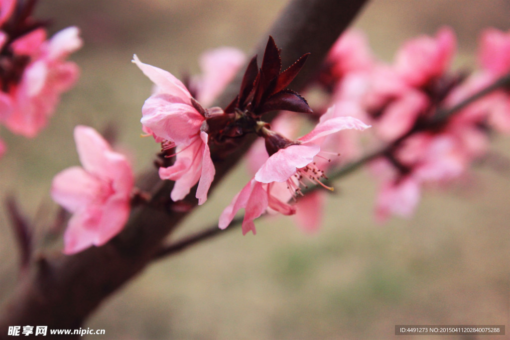 桃花