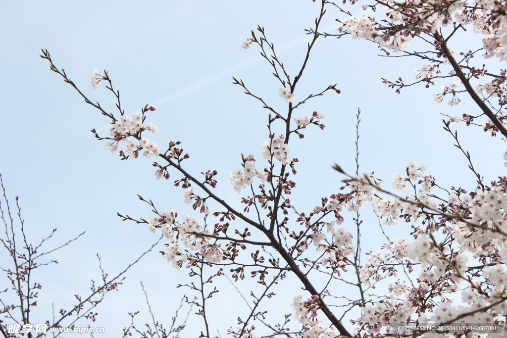 梨花