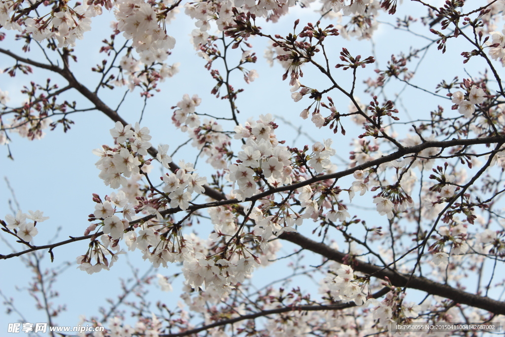 梨花