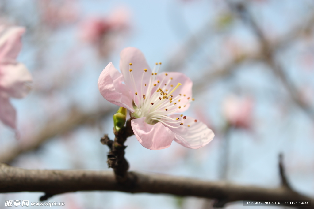桃花
