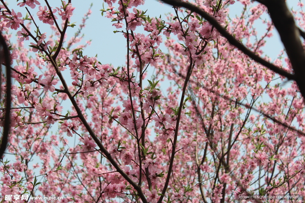 桃花 粉色桃花 桃花林