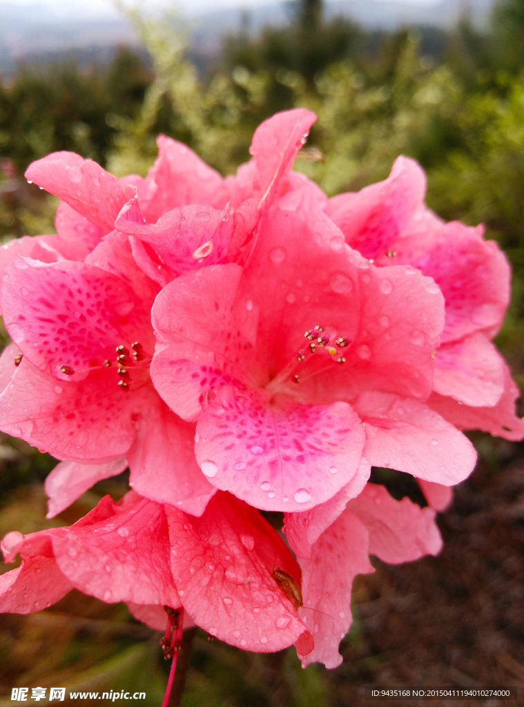 杜鹃花