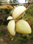 茶片 茶泡 茶耳