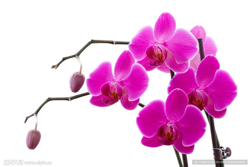幽香兰花