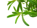 绿叶植物