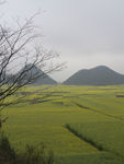 油菜花